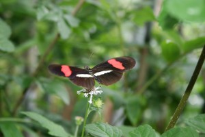 Butterfly Garden Beautiful!!