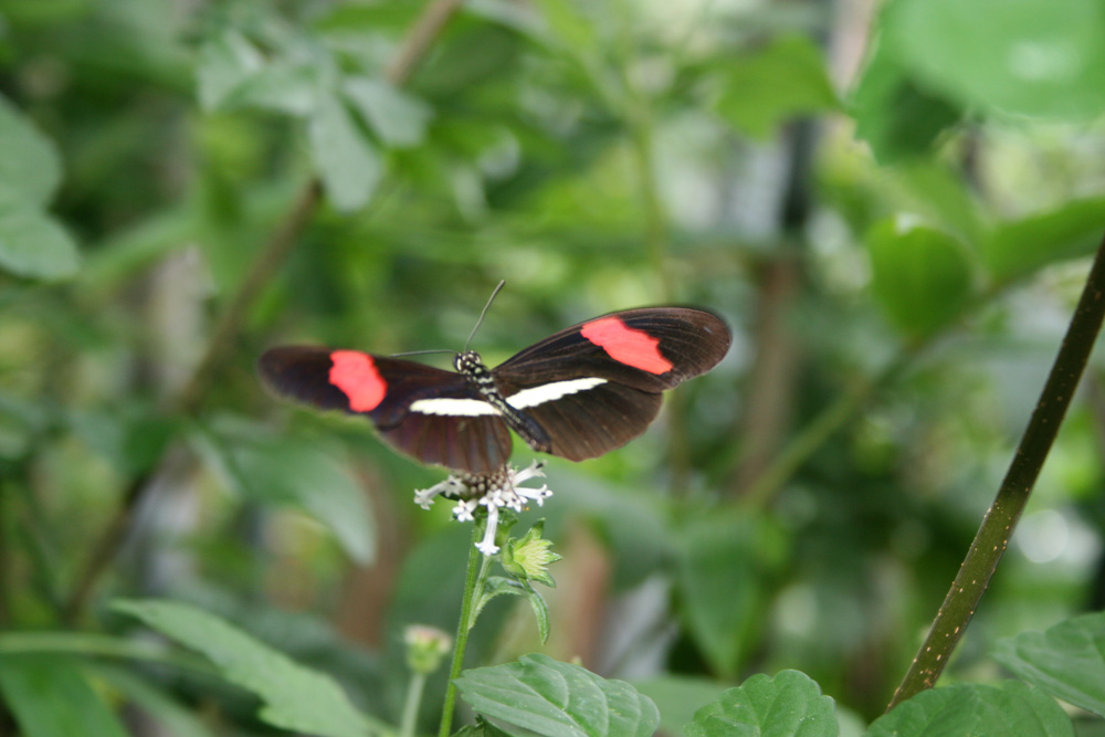 Black Red Butterfly