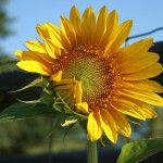 Sunflower 1